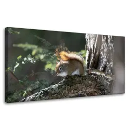 obrazy-na-plotnie-zwierzeta-wiewiorka-80x40-cm