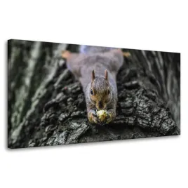 obrazy-na-plotnie-zwierzeta-wiewiorka-szara-80x40