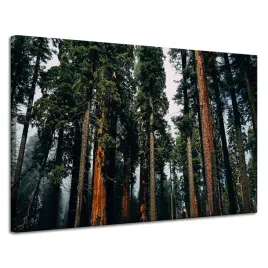 obrazy-na-plotnie-natura-las-drzewa-iglaste-120x80