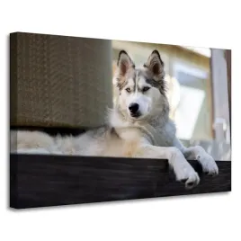 obrazy-na-plotnie-zwierzeta-pies-husky-90x60-cm