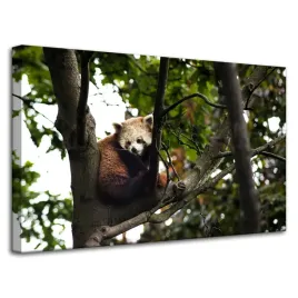 obrazy-na-plotnie-zwierzeta-panda-czerwona-80x50