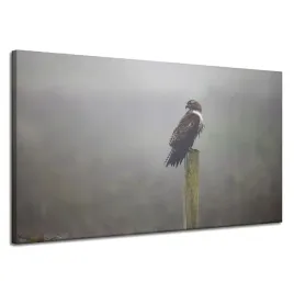 obraz-na-plotnie-zwierzeta-jastrzab-ptak-120x70-cm