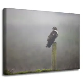 obraz-na-plotnie-zwierzeta-jastrzab-ptak-40x30-cm