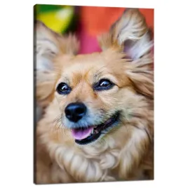 obraz-na-plotnie-zwierzeta-chihuahua-glowa-40x60