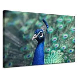 obraz-na-plotnie-ptak-zwierzeta-dumny-paw-120x80cm