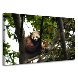 obrazy-na-plotnie-zwierzeta-panda-czerwona-100x60