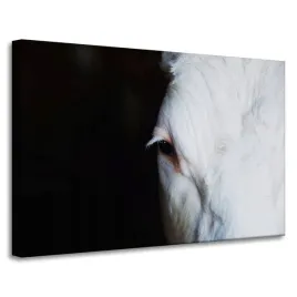 obrazy-na-plotnie-zwierzeta-oko-konia-90x60-cm