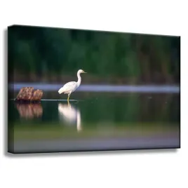 obraz-na-plotnie-zwierzeta-czapla-ptak-staw-60x40