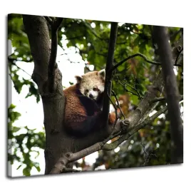 obrazy-na-plotnie-zwierzeta-panda-czerwona-100x80