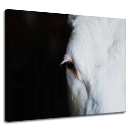obrazy-na-plotnie-zwierzeta-oko-konia-100x80-cm