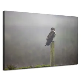 obraz-na-plotnie-zwierzeta-jastrzab-ptak-120x80-cm