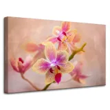 obraz-na-plotnie-botanika-storczyk-orchidea-80x50