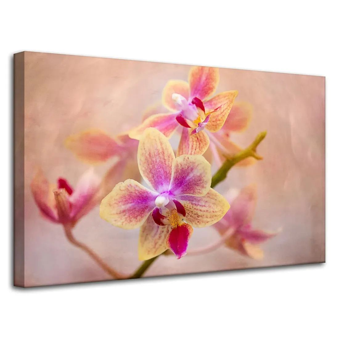 obraz-na-plotnie-botanika-storczyk-orchidea-80x50-stan-nowy