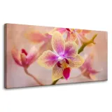obraz-na-plotnie-botanika-storczyk-orchidea-80x40