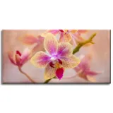 obraz-na-plotnie-botanika-storczyk-orchidea-80x40-stan-nowy