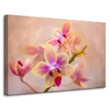 obraz-na-plotnie-botanika-storczyk-orchidea-90x60