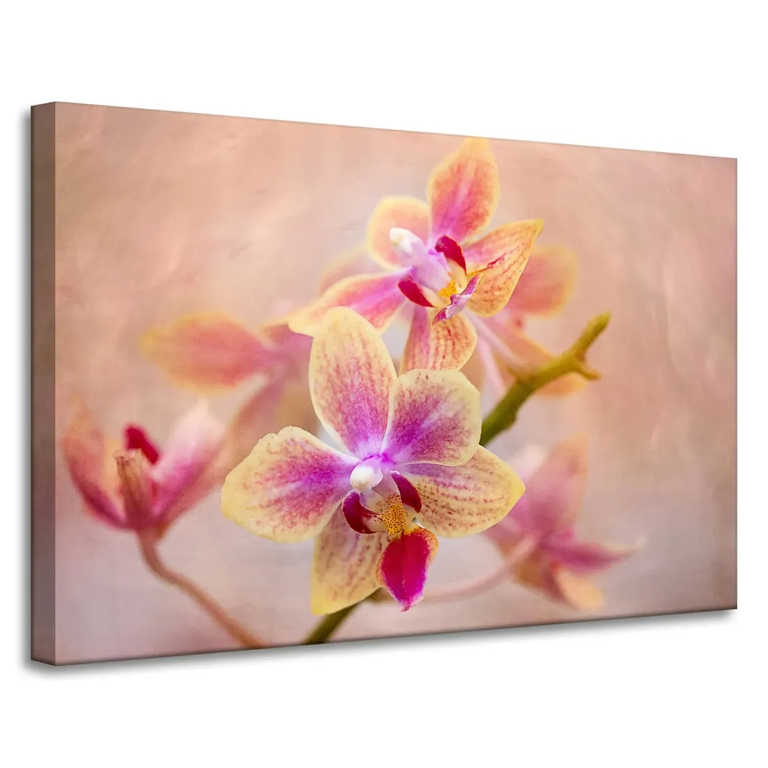 obraz-na-plotnie-botanika-storczyk-orchidea-90x60-stan-nowy