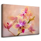 obraz-na-plotnie-botanika-storczyk-orchidea-40x30