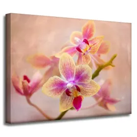 obraz-na-plotnie-botanika-storczyk-orchidea-40x30