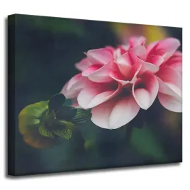obrazy-na-plotnie-botanika-rozowa-dalia-50x40-cm