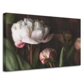 obrazy-na-plotnie-botanika-biale-piwonie-80x50-cm