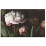 obrazy-na-plotnie-botanika-biale-piwonie-80x50-cm-stan-nowy