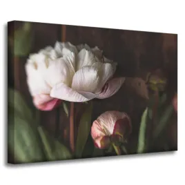 obrazy-na-plotnie-botanika-biale-piwonie-70x50-cm