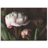 obrazy-na-plotnie-botanika-biale-piwonie-70x50-cm-stan-nowy