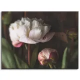 obrazy-na-plotnie-botanika-biale-piwonie-40x30-cm-stan-nowy
