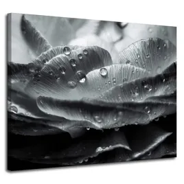 obraz-na-plotnie-botanika-kwiat-krople-rosy-100x80