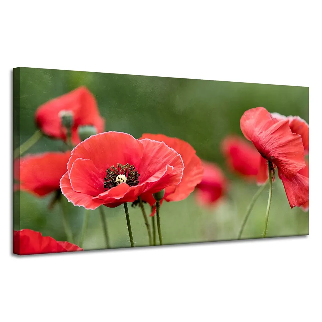 obrazy-na-plotnie-botanika-czerwone-maki-120x60-cm-stan-nowy