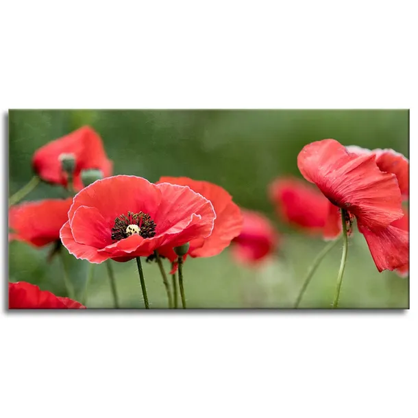 obrazy-na-plotnie-botanika-czerwone-maki-120x60-cm-stan-nowy