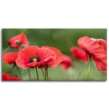 obrazy-na-plotnie-botanika-czerwone-maki-120x60-cm-stan-nowy