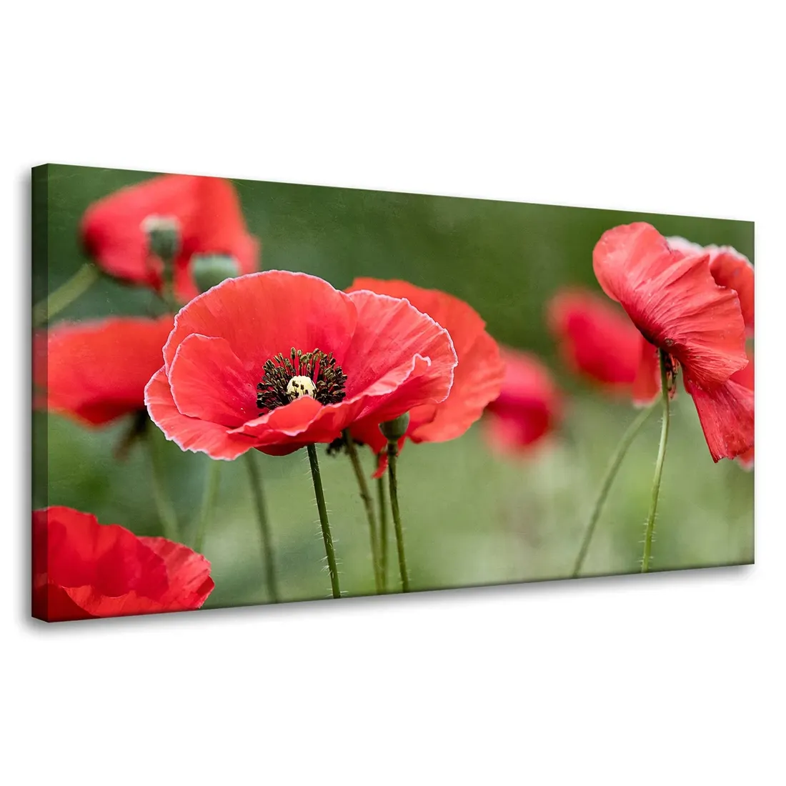 obrazy-na-plotnie-botanika-czerwone-maki-80x40-cm-stan-nowy