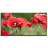 obrazy-na-plotnie-botanika-czerwone-maki-80x40-cm-stan-nowy