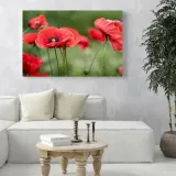 obrazy-na-plotnie-botanika-czerwone-maki-80x40-cm-sposob-wykonania-druk-cyfrowy