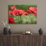 obrazy-na-plotnie-botanika-czerwone-maki-80x40-cm-format-poziomy