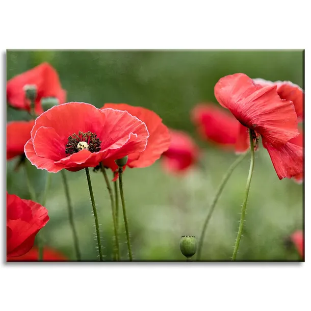 obrazy-na-plotnie-botanika-czerwone-maki-70x50-cm-stan-nowy