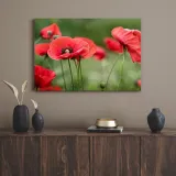 obrazy-na-plotnie-botanika-czerwone-maki-70x50-cm-format-poziomy