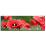 obrazy-na-plotnie-botanika-czerwone-maki-120x40-cm-stan-nowy