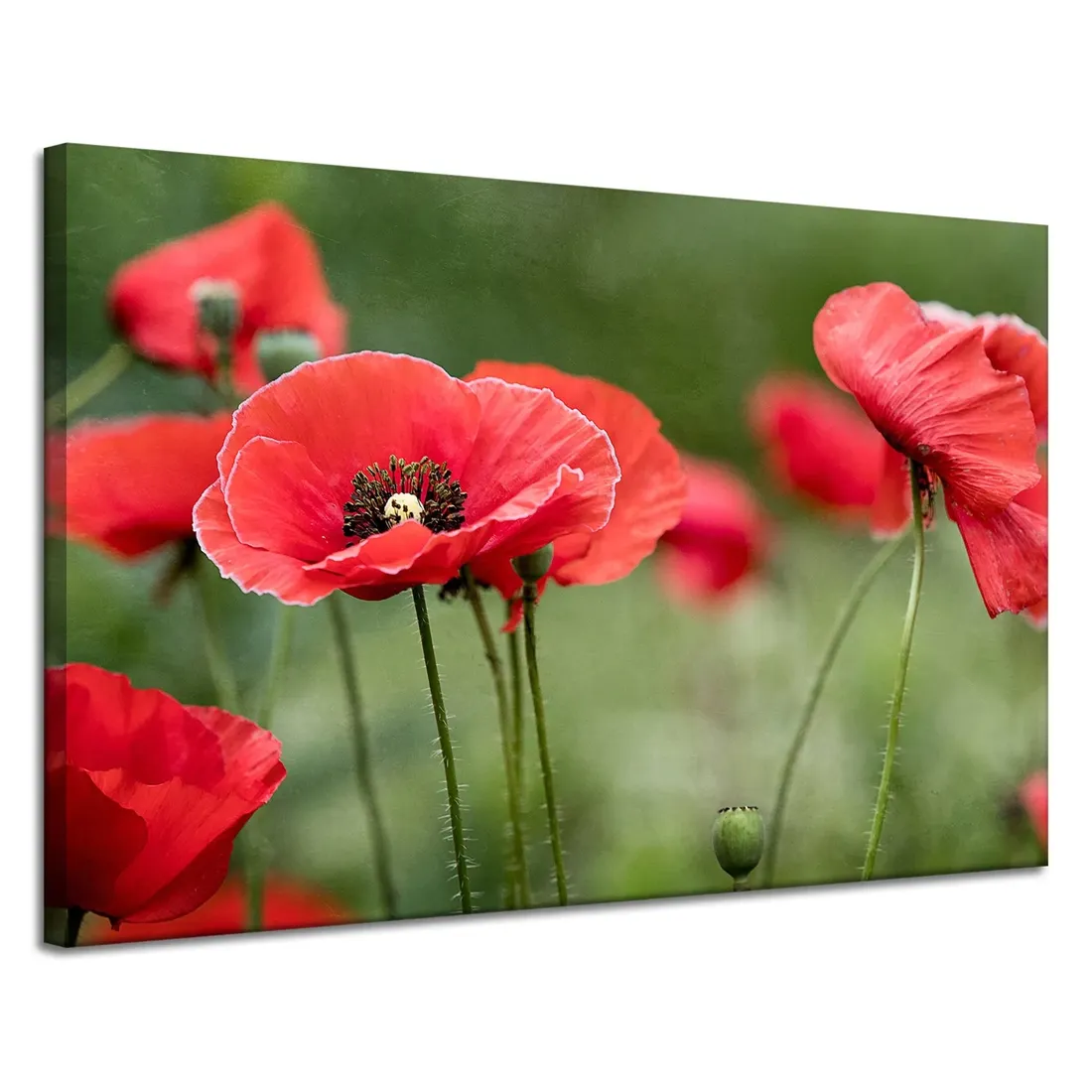 obrazy-na-plotnie-botanika-czerwone-maki-120x80-cm-stan-nowy