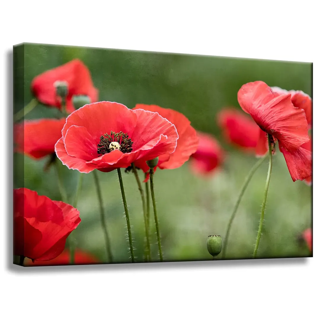 obrazy-na-plotnie-botanika-czerwone-maki-60x40-cm-stan-nowy