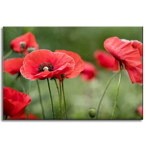 obrazy-na-plotnie-botanika-czerwone-maki-60x40-cm-stan-nowy