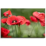 obrazy-na-plotnie-botanika-czerwone-maki-60x40-cm-stan-nowy