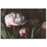 obrazy-na-plotnie-botanika-biale-piwonie120x80-cm-stan-nowy