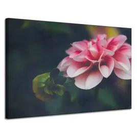 obrazy-na-plotnie-botanika-rozowa-dalia-120x80-cm