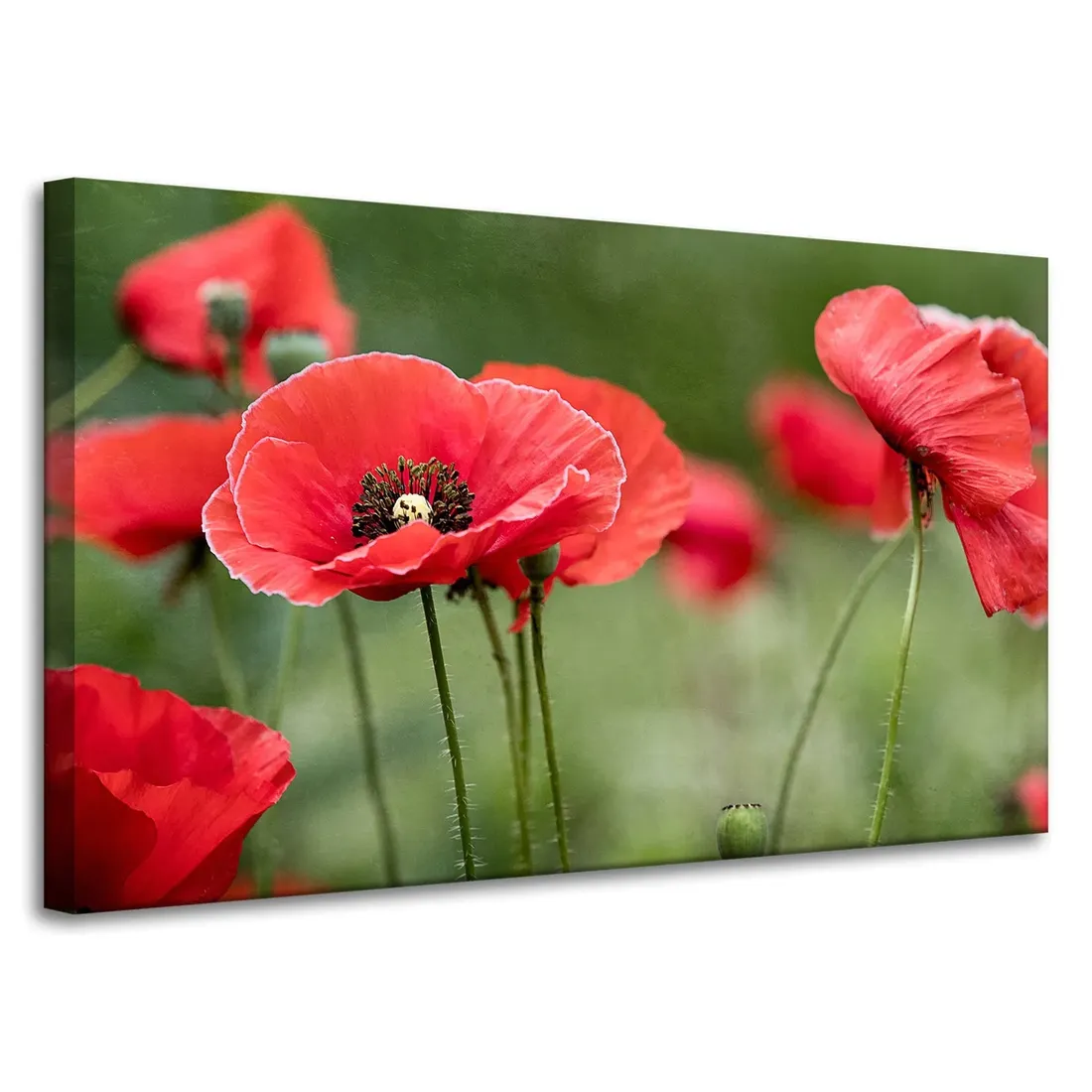 obrazy-na-plotnie-botanika-czerwone-maki-100x60-cm-stan-nowy