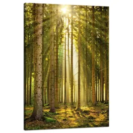obraz-na-plotnie-las-drzewa-slonce-natura-wiosna-80x120-cm