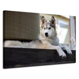 obrazy-na-plotnie-zwierzeta-pies-husky-120x80-cm