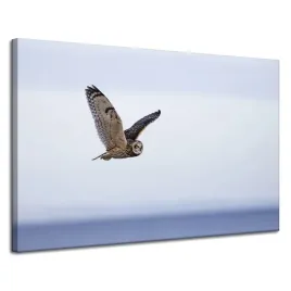 obrazy-na-plotnie-zwierzeta-ptak-sowa-120x80-cm